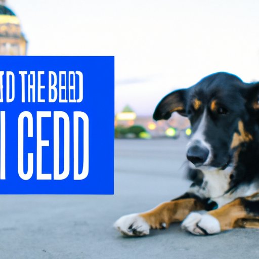  Benefits of CBD Oil for Dogs: What Every Pet Owner Needs to Know 
