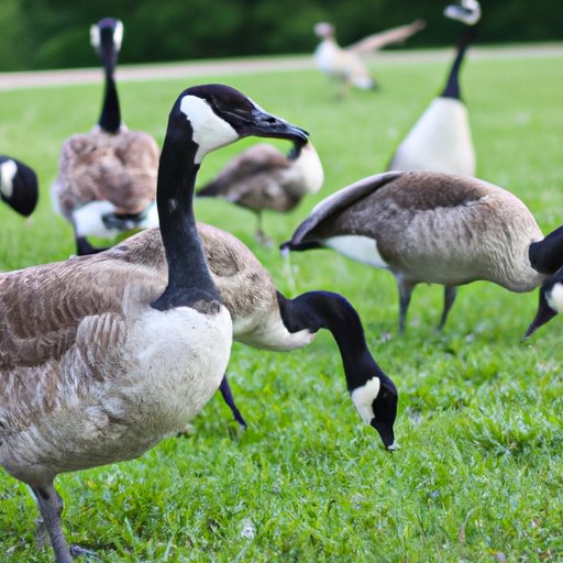 The Complex Social Behaviors of Geese and Ducks: How Family Dynamics Shape Their Lives