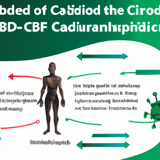 IV. The Mechanics of CBD: How Cannabidiol Interacts with the Body