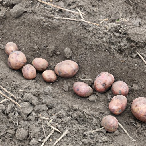 From Shallow to Deep: Finding the Best Depth to Plant Your Potatoes
