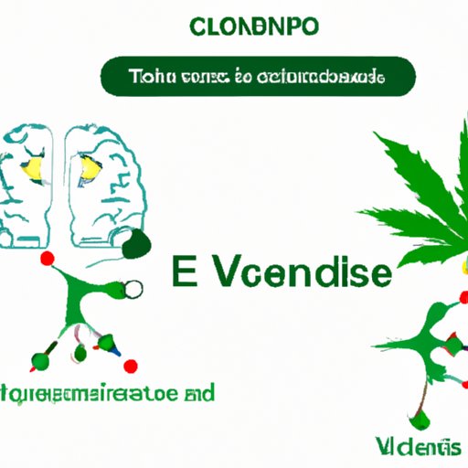 V. Understanding the Endocannabinoid System and Epilepsy