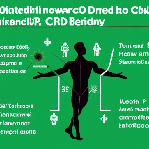 How CBD Interacts With the Body