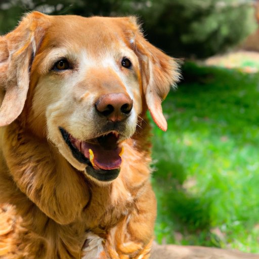 From Pup to Senior: How Age Affects How Long CBD Lasts in Dogs and What You Can Do About It