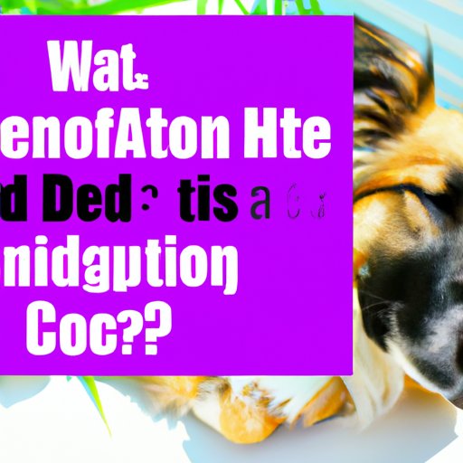 VII. Factors Affecting the Duration of CBD in Dogs: What You Need to Know