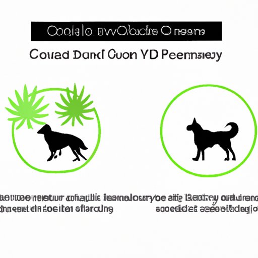 VI. From Onset to Dissipation: Breaking Down the Timeframe of CBD Effects in Dogs