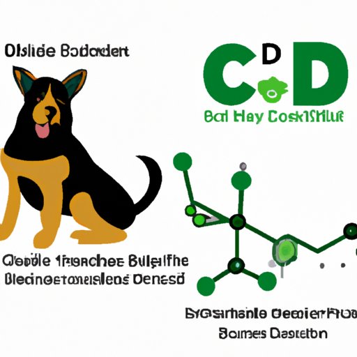 IV. The Science Behind CBD for Dogs: Exploring the Duration of Its Therapeutic Effects