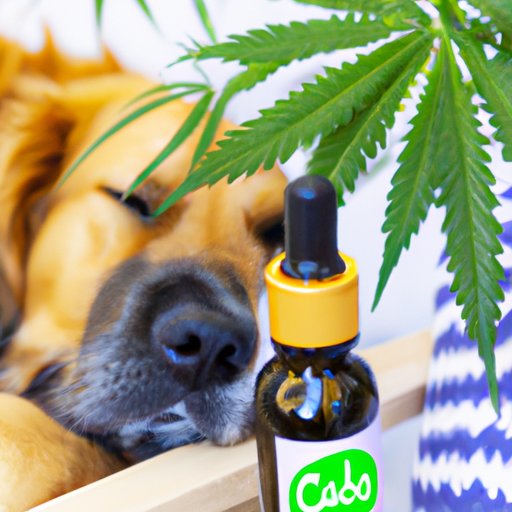 IV. From Anxiety to Epilepsy: CBD Oil and Its Efficacy for Dogs