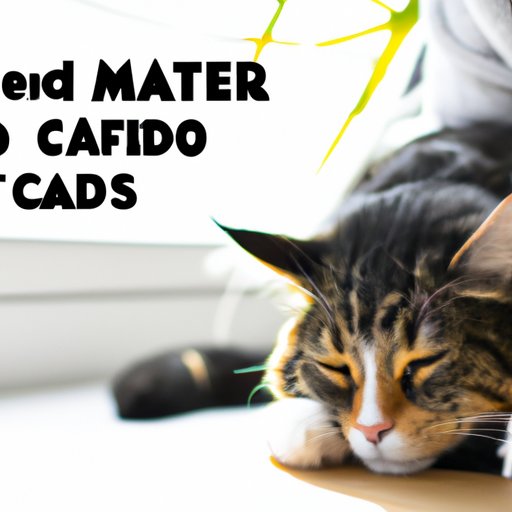 The Effects of CBD Oil on Cats: Understanding the Time it Takes to Work