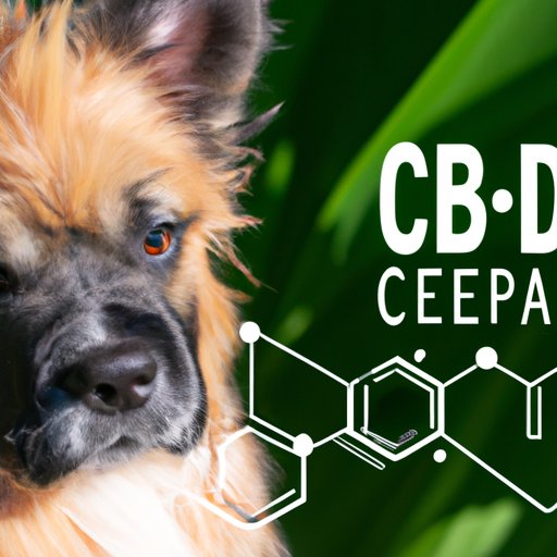The Time It Takes for CBD to Affect Your Canine: What You Need to Know