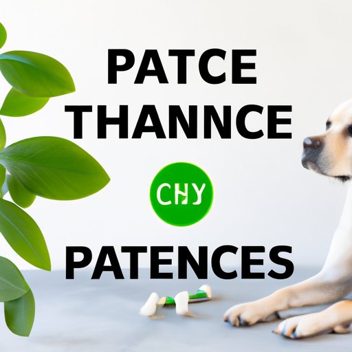 Patience is Key: A Guide to CBD Absorption in Dogs