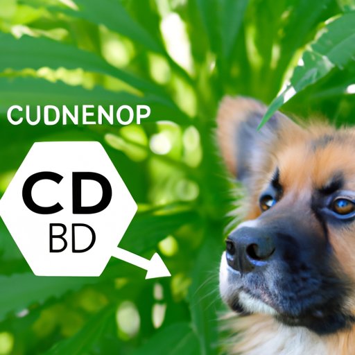 CBD for Dogs: Understanding the Timing of Its Effects