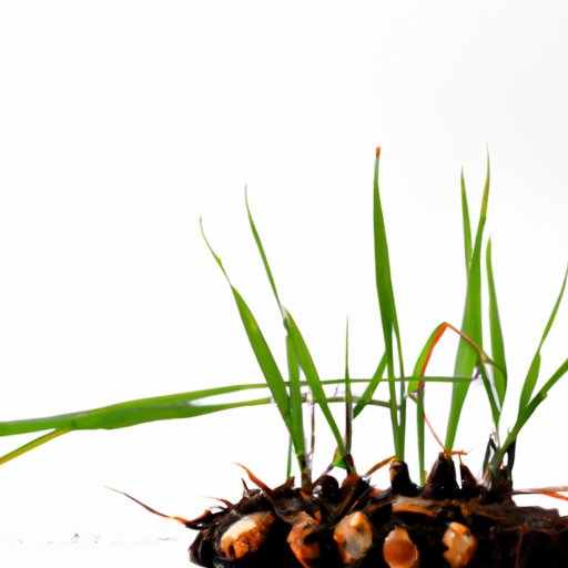 The Science Behind Grass Seed Germination and Growth