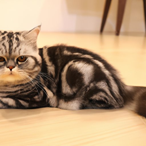 10 Most Popular Cat Breeds You Need to Know About