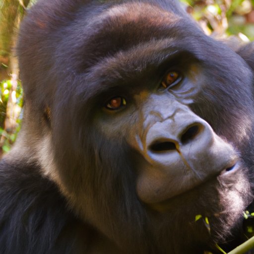 IV. Efforts to Protect and Preserve Gorilla Populations