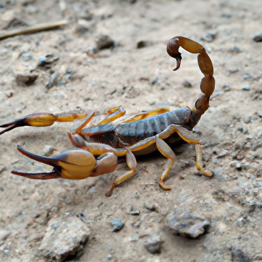 How Scorpion Legs Help Them Hunt and Survive in the Wild