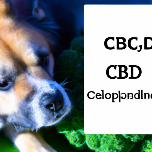 CBD and Dogs: What You Need to Know About the Correct Dosage
