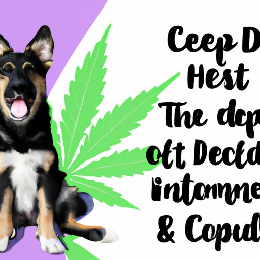 III. The Benefits of CBD for Dogs and How to Administer It Safely