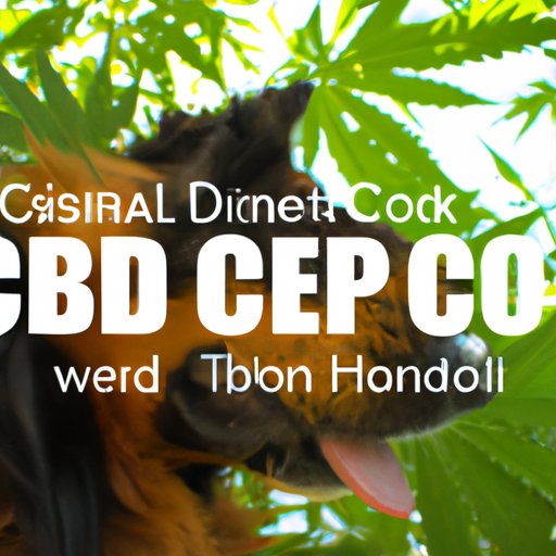 Exploring the Science of CBD Dosage for Dogs