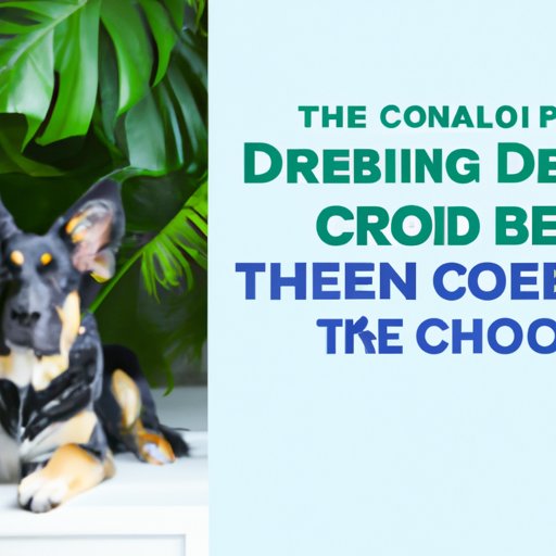 What Every Dog Owner Should Know About CBD Dosage