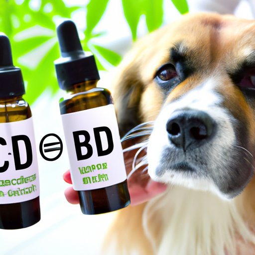 Understanding the Benefits of CBD for Dogs