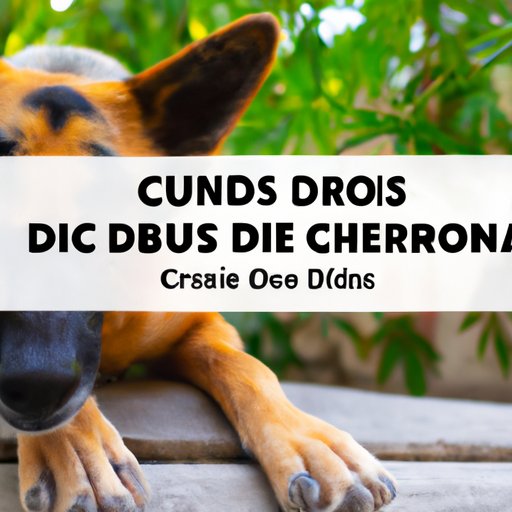 The Science of CBD and Arthritis in Dogs: How It Works and What to Expect