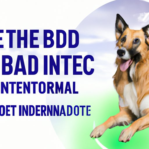 Understanding the Benefits of CBD for Dogs with Arthritis: A Definitive Guide