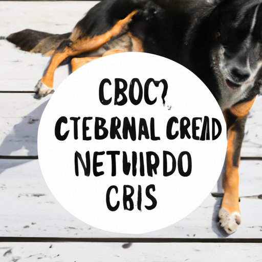 Maximizing the Effects of CBD for Dogs with Arthritis: Tips and Tricks from the Experts