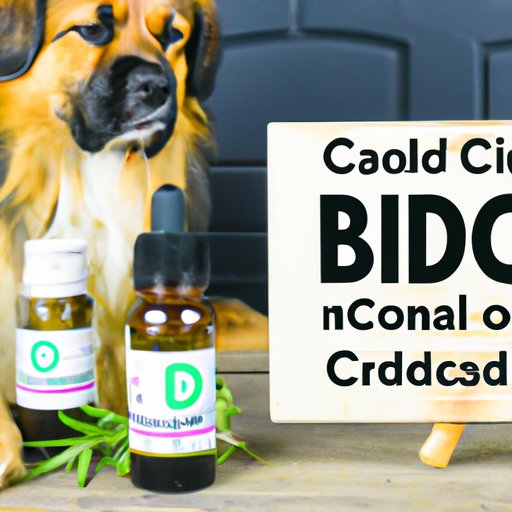 Comprehensive Guide: Everything You Need to Know About CBD Oil for Dogs