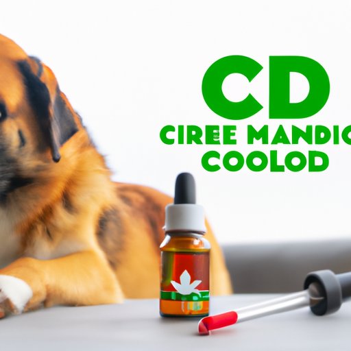 Best CBD Oil Dosage for Dogs: Tips and Tricks