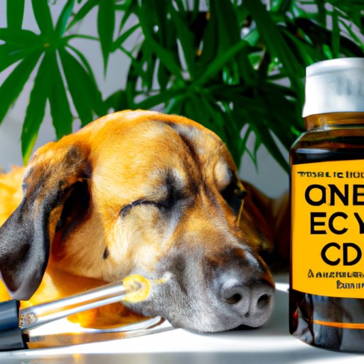 Exploring the Correct Dosage of CBD Oil for Dogs with Cancer