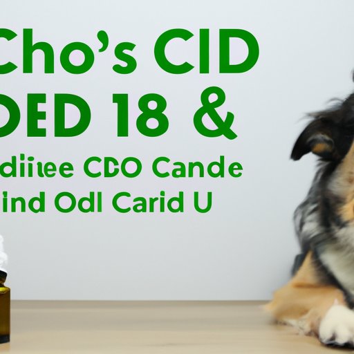 How to Monitor the Effectiveness of the CBD Oil Dosage for Your Dog