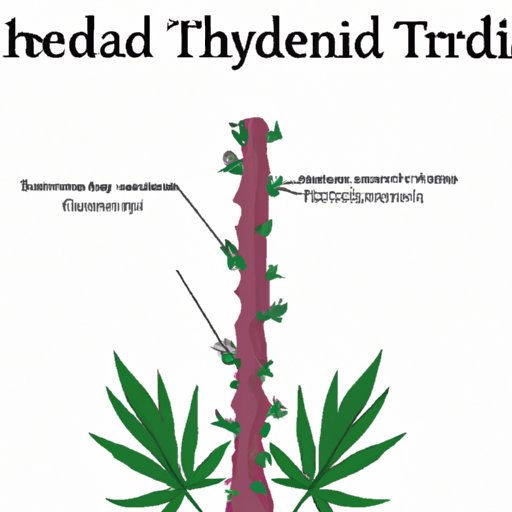Basics of the Endocannabinoid System and Thyroid Gland