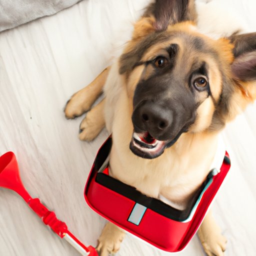 How to Choose the Right Service Dog