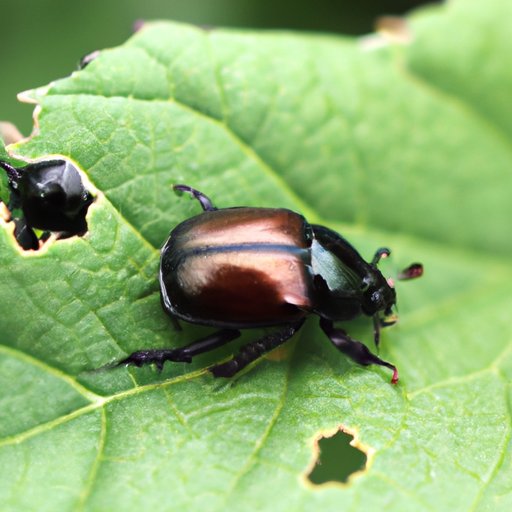 How to Get Rid of Japanese Beetles Without Harming Beneficial Insects