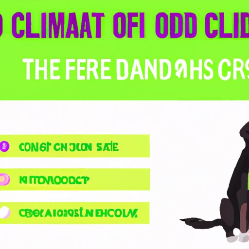 Understanding the Different Forms of CBD Oil for Dogs and How to Give Them