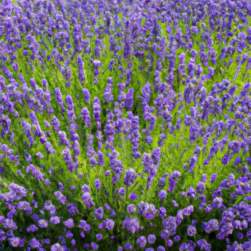 Lavender Troubleshooting: How to Identify and Fix Common Problems in Your Lavender Garden