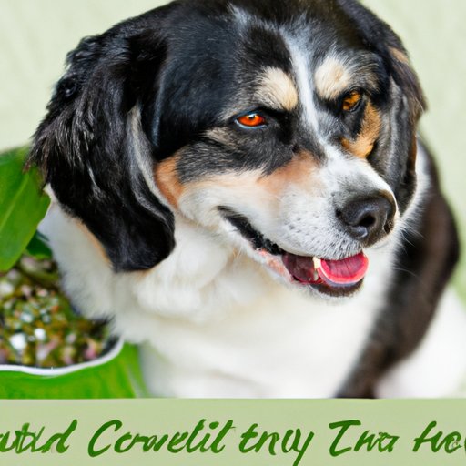 How to Alleviate Constipation in Dogs through Dietary Changes