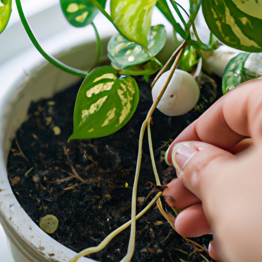 Pothos Propagation: Expert Tips and Tricks for Success