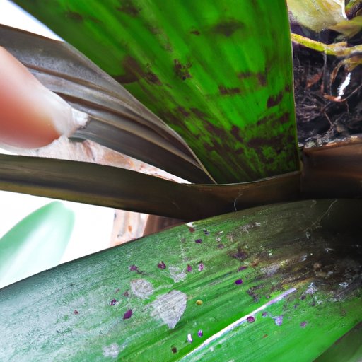 VII. Managing Pests and Diseases That Can Harm Your Orchid