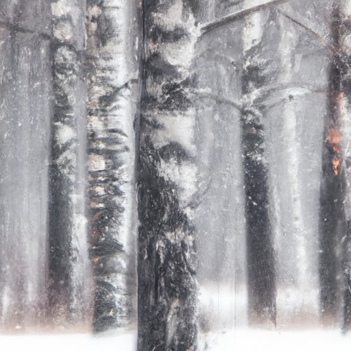 III. The Ultimate Guide to Photographing Snowfall