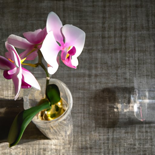 How to Properly Water Orchids in Different Growing Mediums