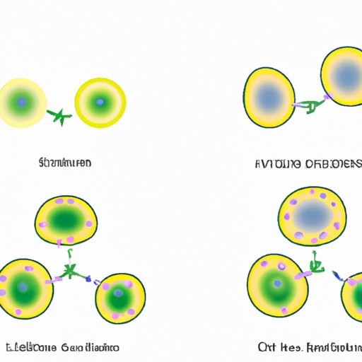 Stages of Cell Division: An Insight into Chromatid Separation