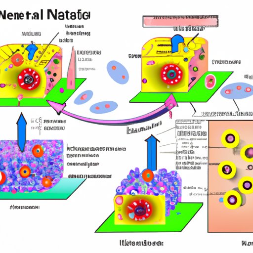 How Cells Renew: Insight into the New Nuclear Membrane Formation during Nuclear Division