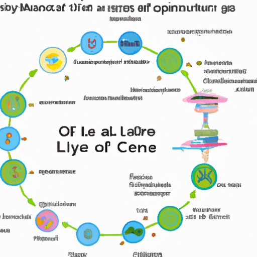The Cycle of Life: A Comprehensive Guide to DNA Replication in the Cell Cycle