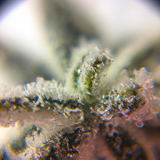 A Closer Look at Trichomes