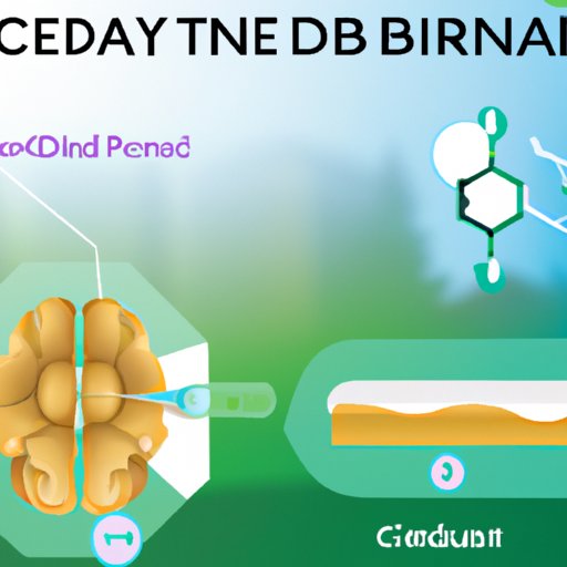 Breaking Down the Science: How CBD Interacts with the Brain and Body