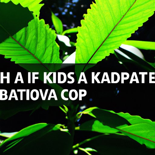 VI. Navigating the Legality and Legitimacy of CBD Kratom: What You Need to Know