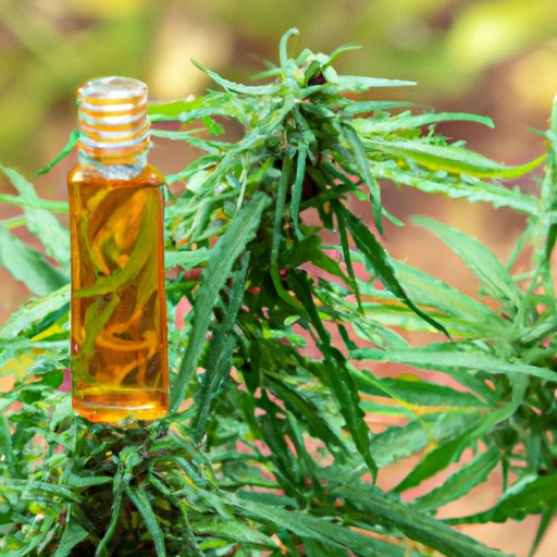 Exploring the Potential Health Benefits of CBD in Thailand
