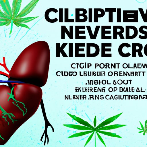 A Comprehensive Guide to Understanding the Impact of CBD Oil on Liver and Kidney Function