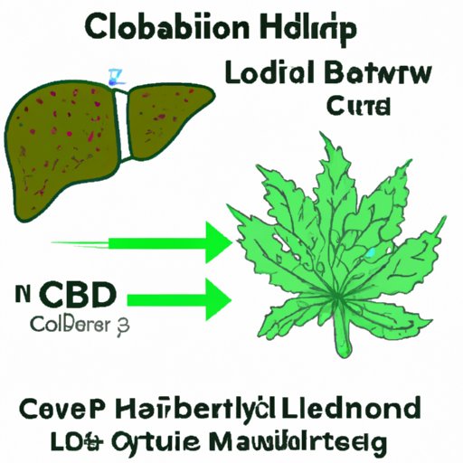 The Science Behind CBD Metabolism: A Closer Look at Liver Processing